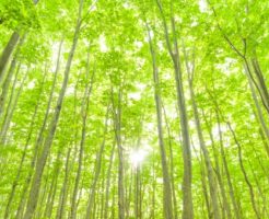 青森県の債務整理