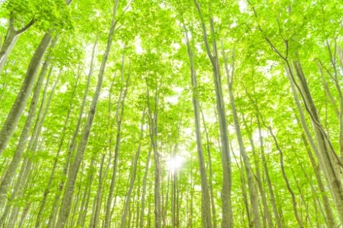 青森県の債務整理