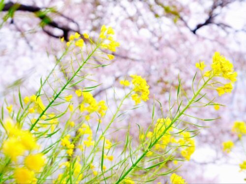 春はくる